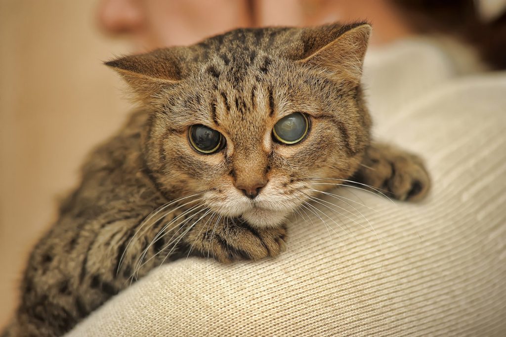 Old Age in Cats: What It Really Means & Care Tips