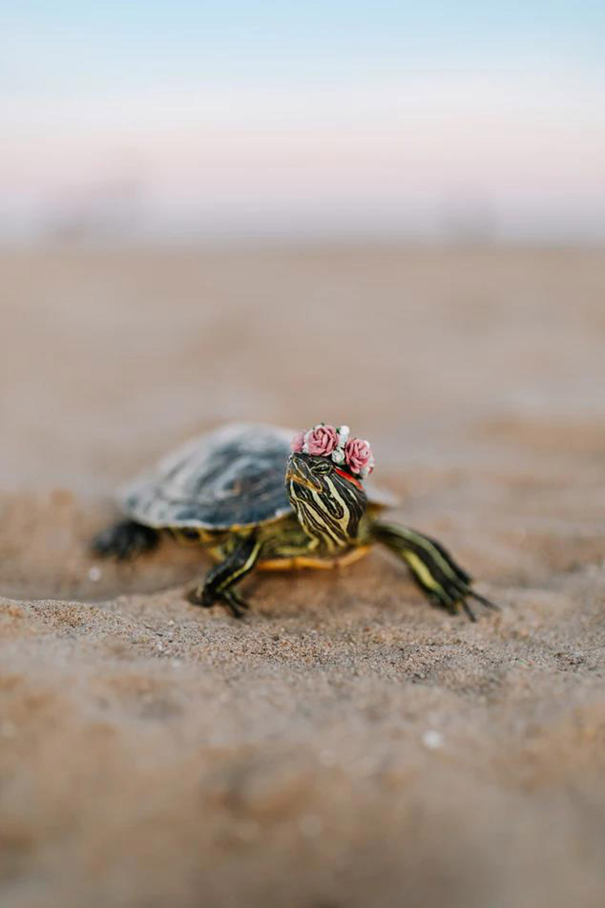 Planning to Get A Turtle? Here’s What You Should Know!
