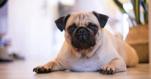 7 Dog Breeds Best for Families with Kids