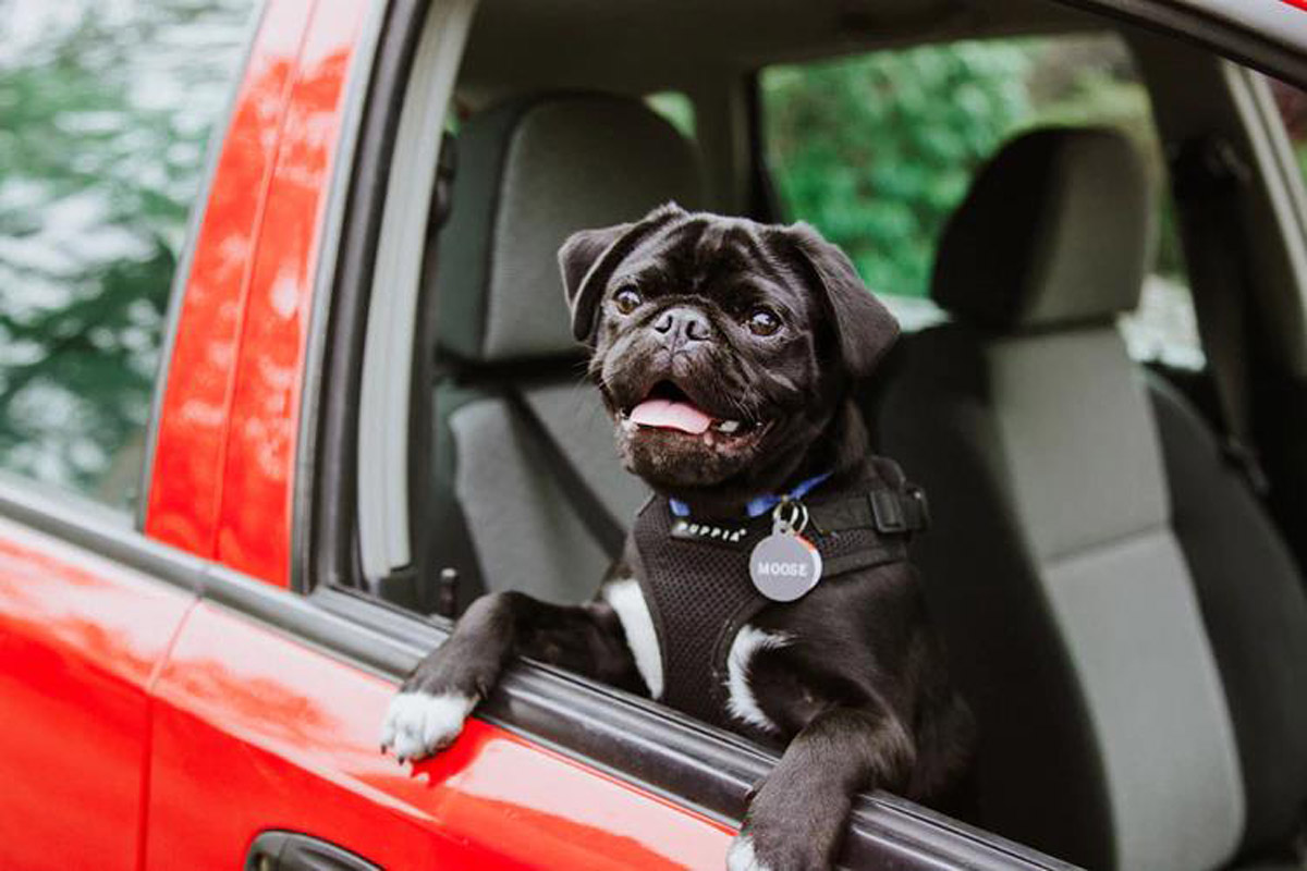 What to pack on a road trip with my dog, what to pack for a car ride with a dog, car necessities for a dog, pet necessities for a car ride