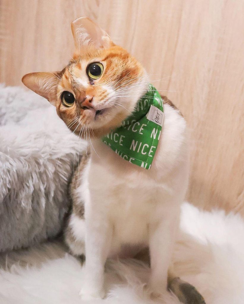 4 Cutest Cat Instagram Accounts To Follow Local Edition