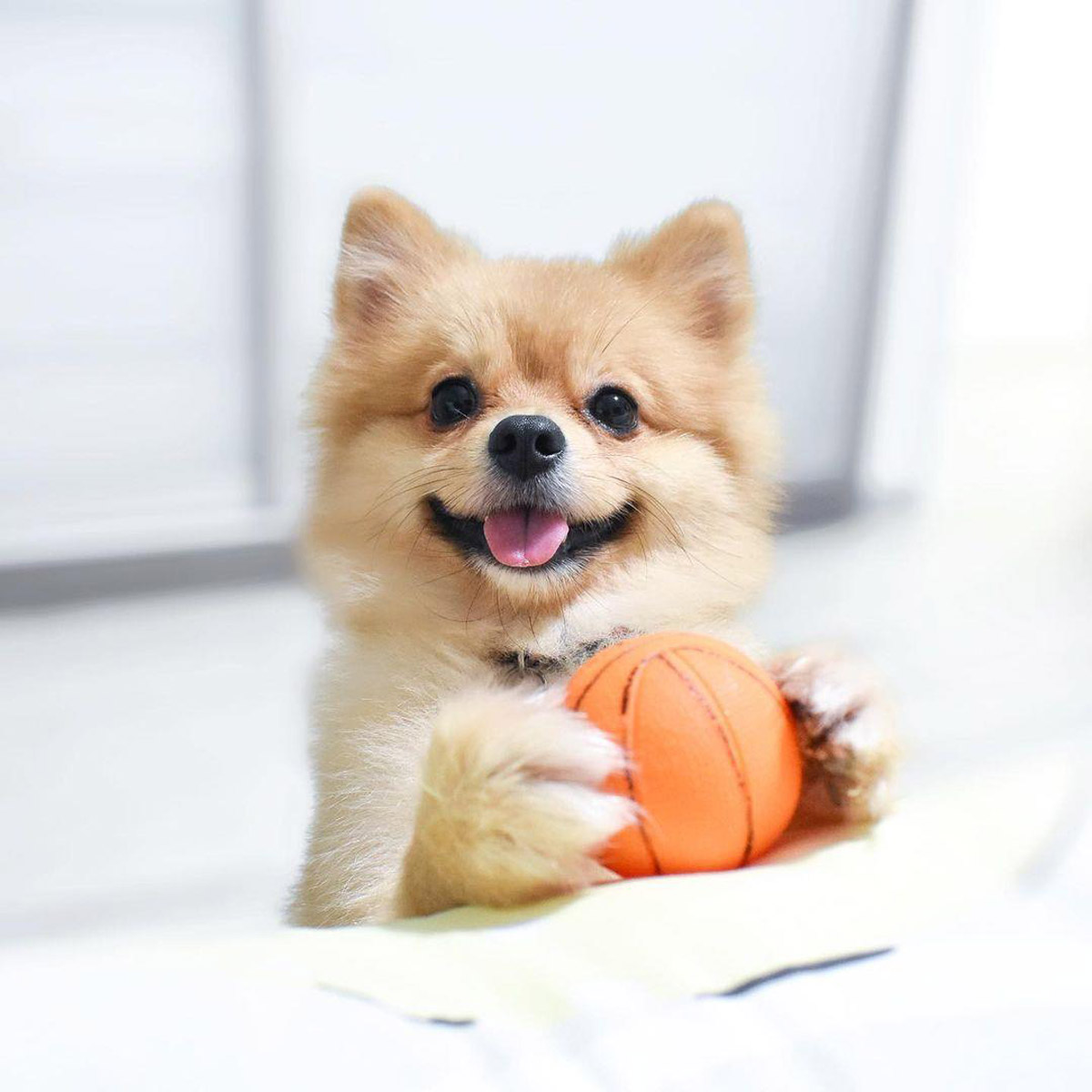 6 Cutest Dog Instagram Accounts to Follow (Local Edition)!