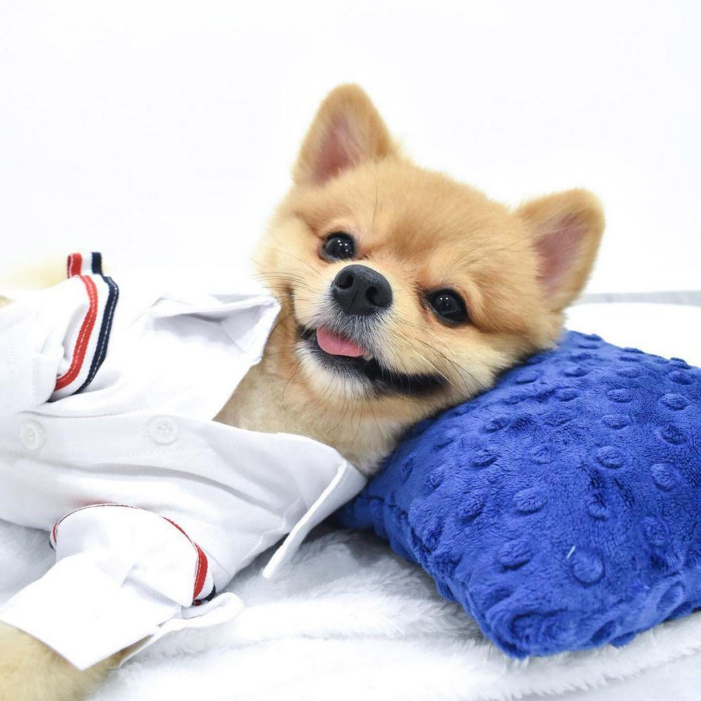 6 Cutest Dog Instagram Accounts to Follow (Local Edition)!