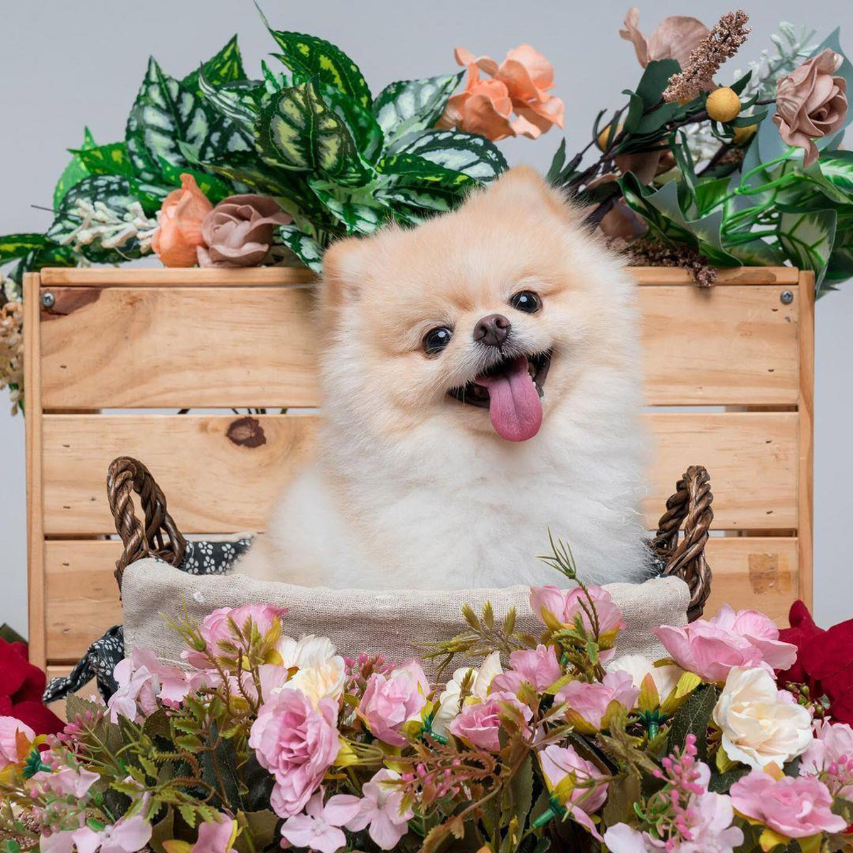 6 Cutest Dog Instagram Accounts To Follow Local Edition 14 
