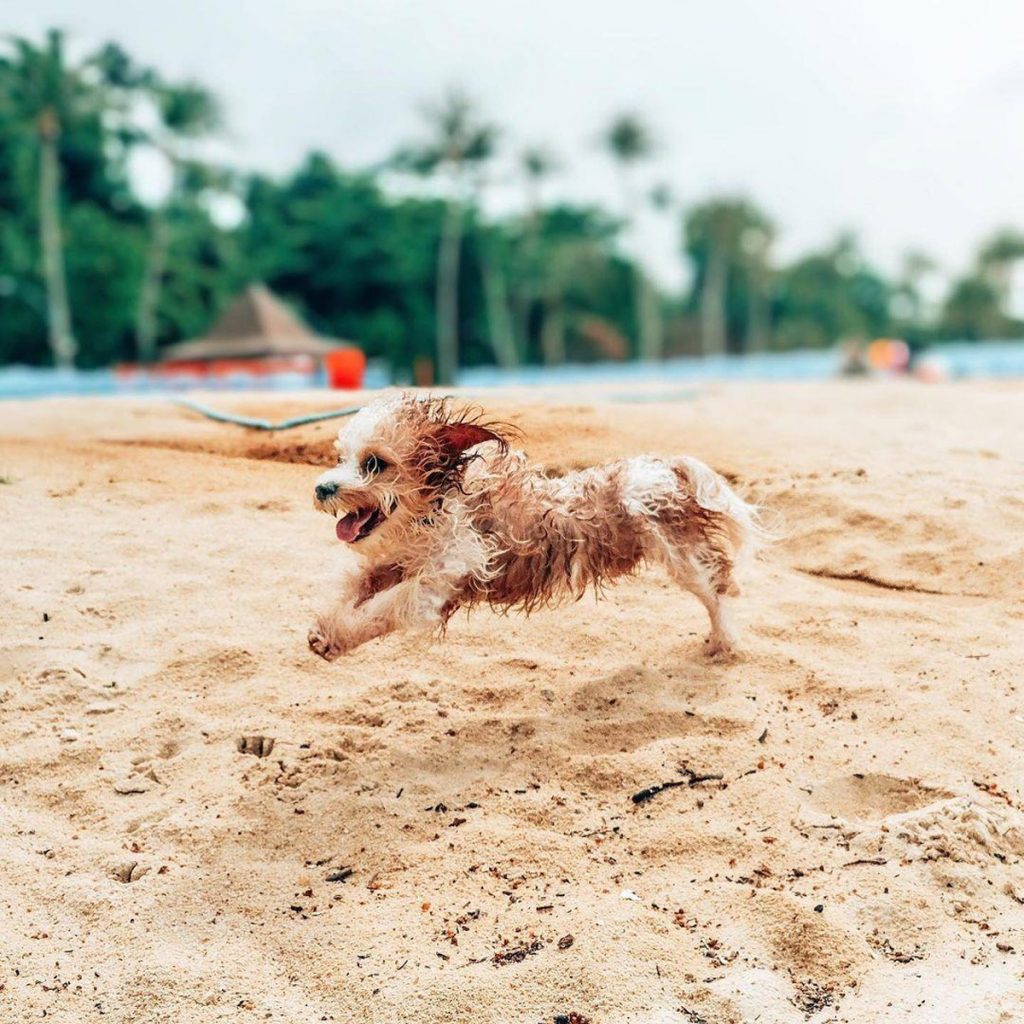 6 Cutest Dog Instagram Accounts to Follow (Local Edition)!