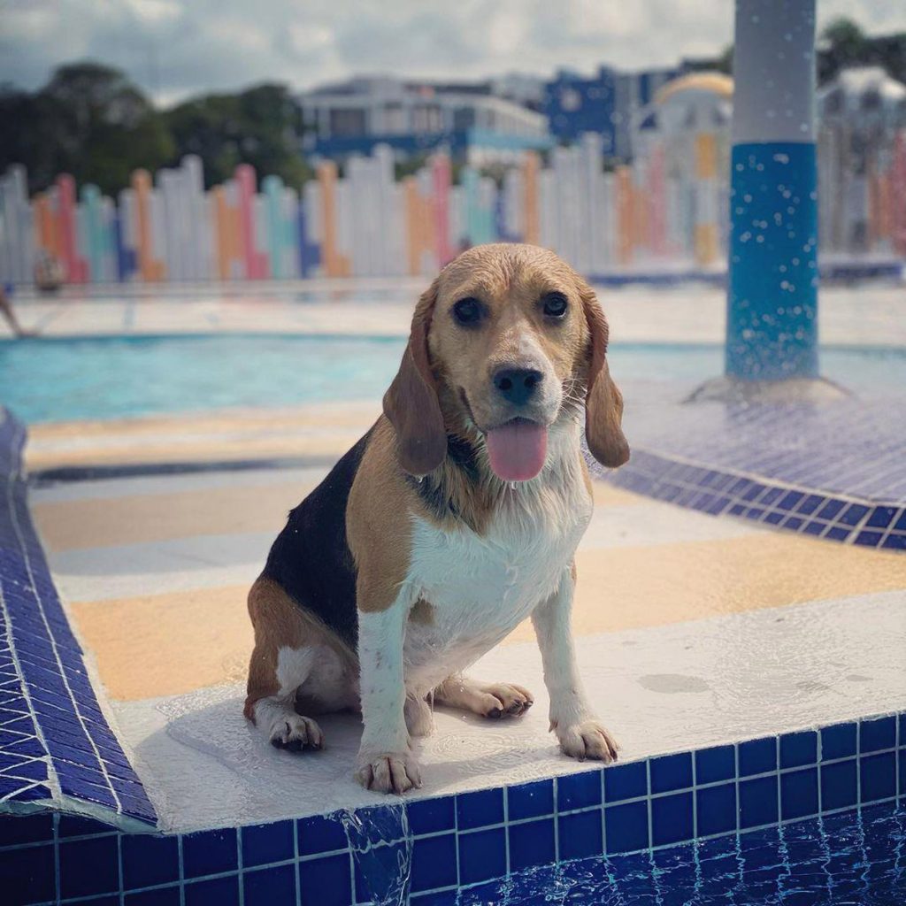 6 Cutest Dog Instagram Accounts to Follow (Local Edition)!