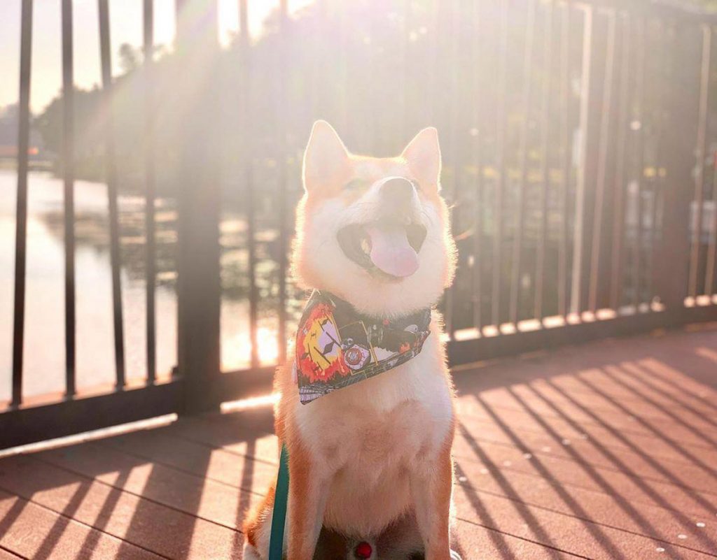 6 Cutest Dog Instagram Accounts to Follow (Local Edition)!