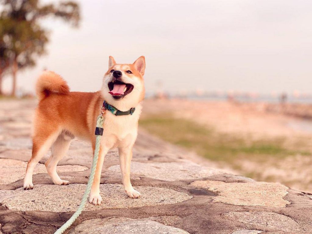 6 Cutest Dog Instagram Accounts to Follow (Local Edition)!