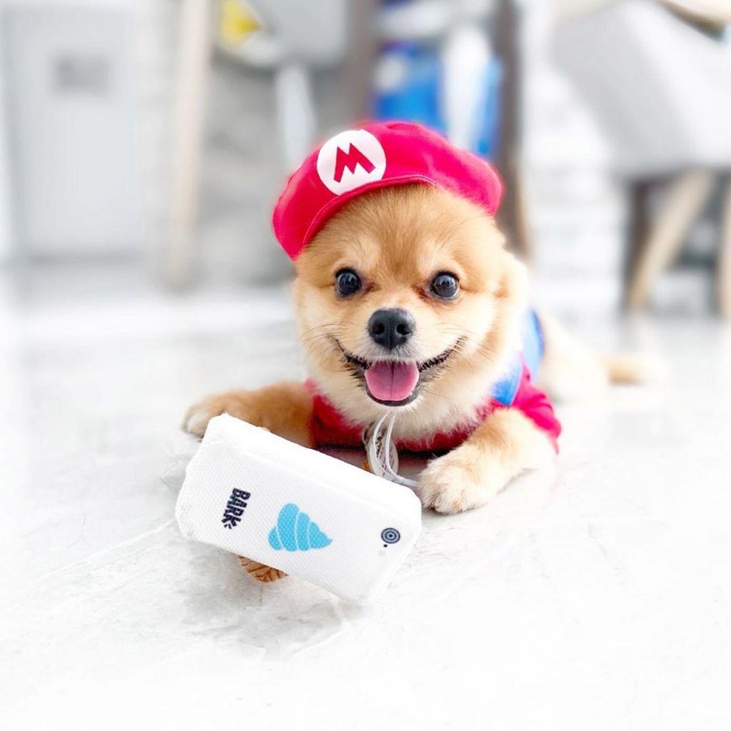 6 Cutest Dog Instagram Accounts to Follow (Local Edition)!