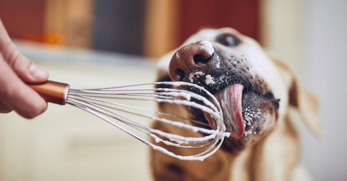 Are You Guilty of Making Your Pet a Picky Eater?