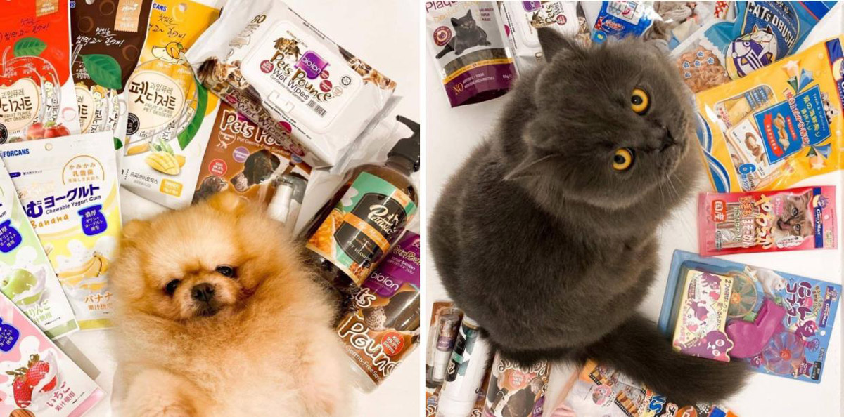 5 Irresistible Perks of Shopping Online at Clubpets’ E-Store for Pet Food, Pet Accessories & More!