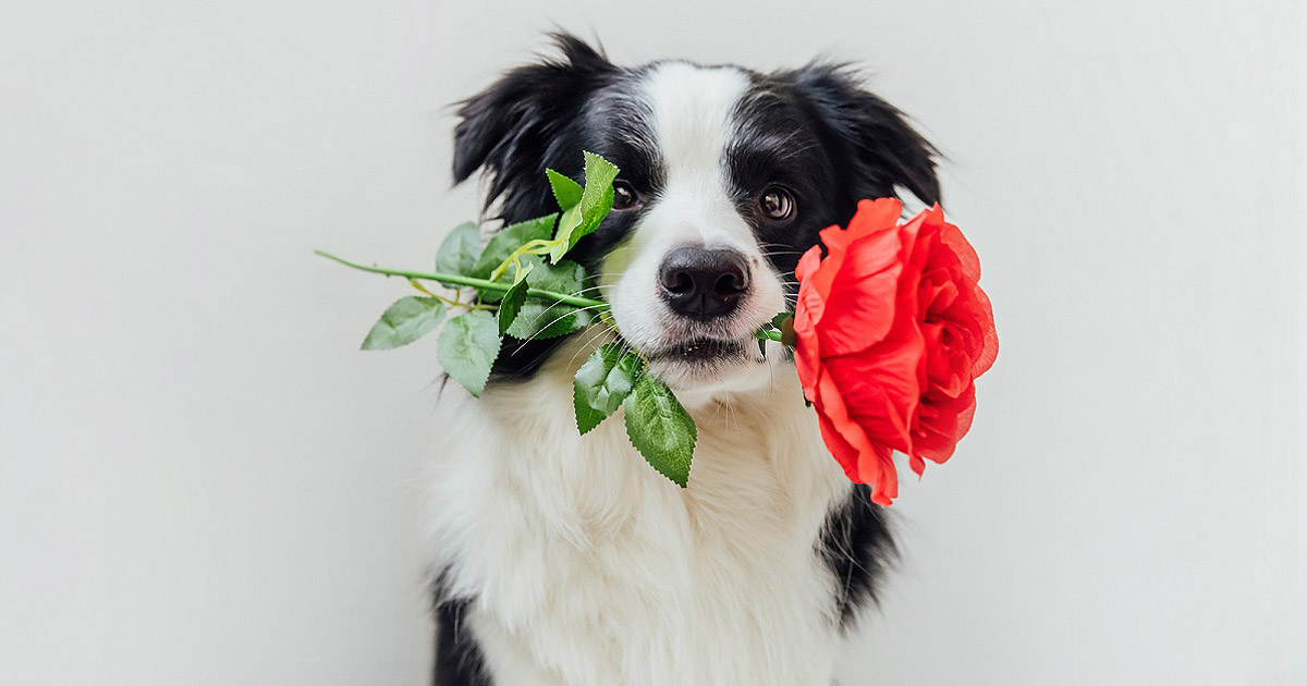 https://www.clubpets.com.sg/wp-content/uploads/2021/02/Whats-the-Best-Valentines-Day-Gift-for-Your-Pet-According-to-Its-Love-Language-0.jpg