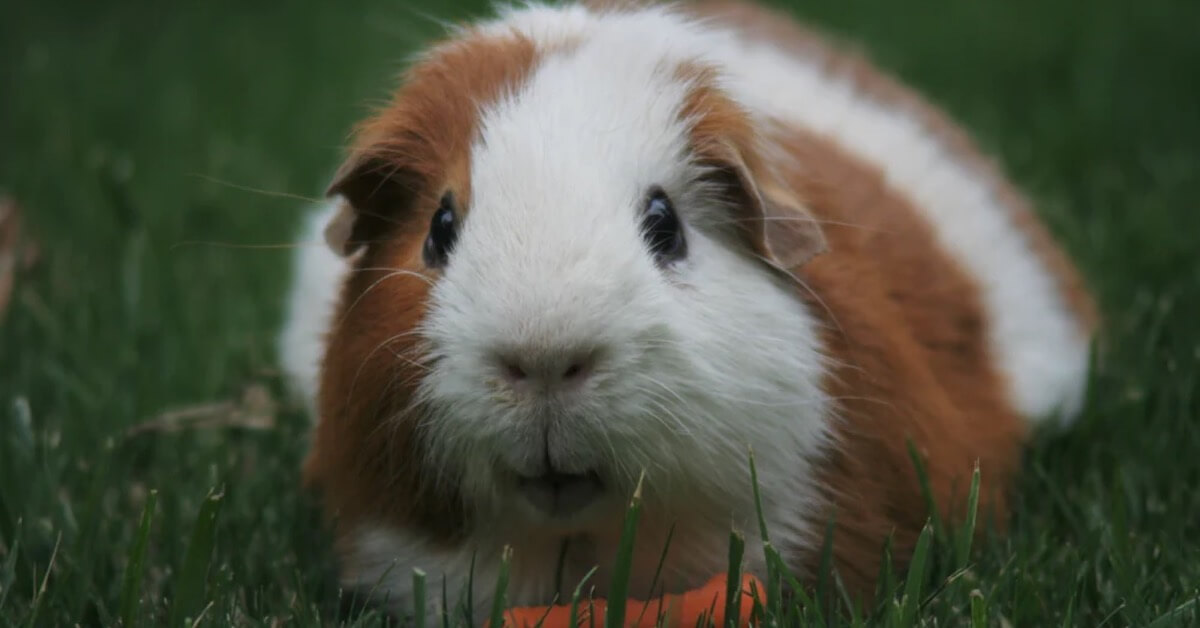 5 Factors To Ensure A Nutritious Diet For Your Guinea Pig