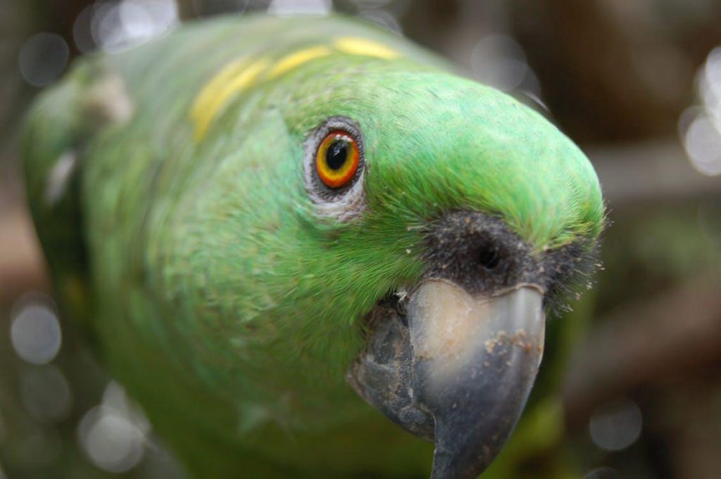 6 Best Talking Parrots That Are Perfect As Household Pets