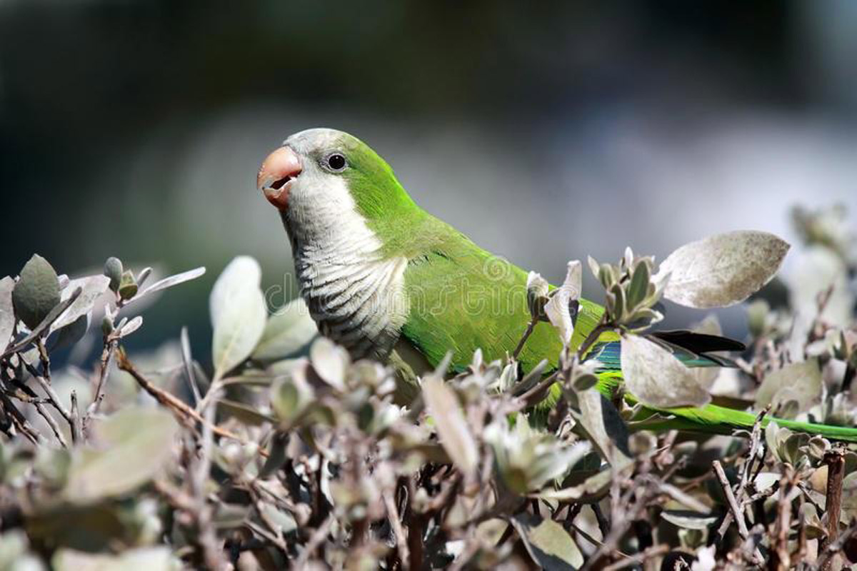 6 Best Talking Parrots That Are Perfect As Household Pets