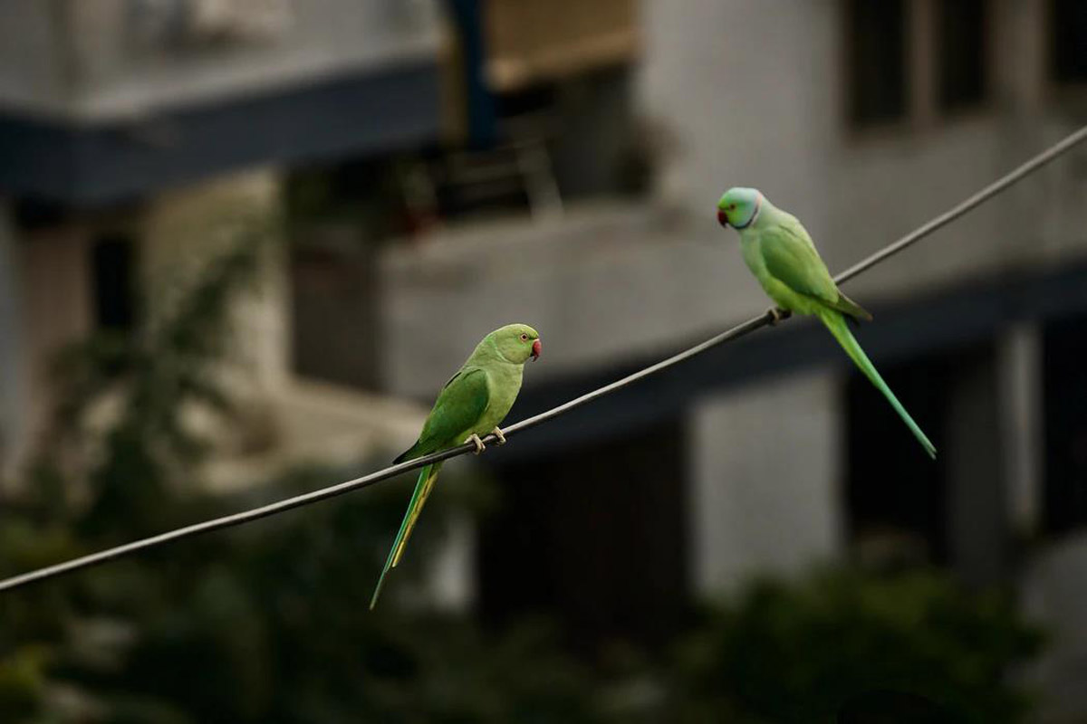 6 Best Talking Parrots That Are Perfect As Household Pets