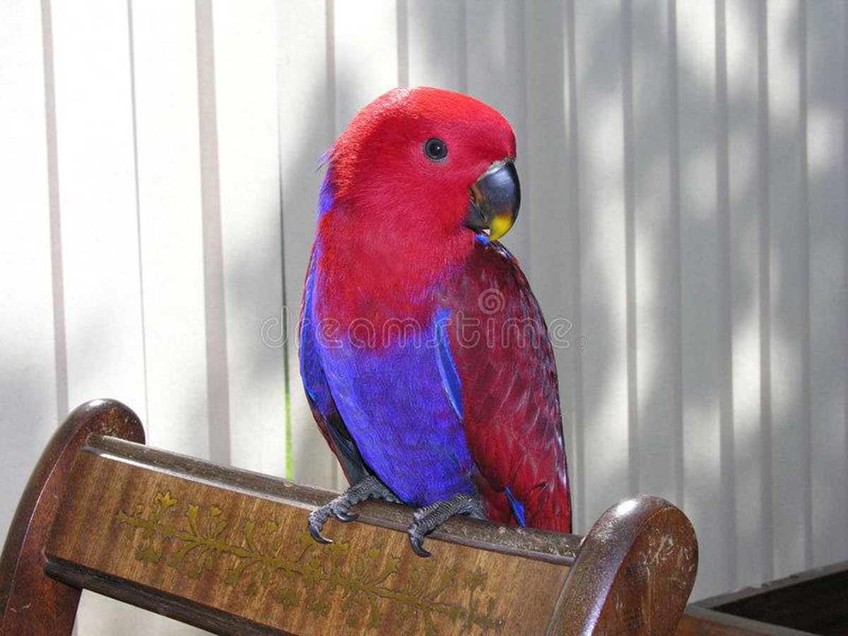 6 Best Talking Parrots That Are Perfect As Household Pets