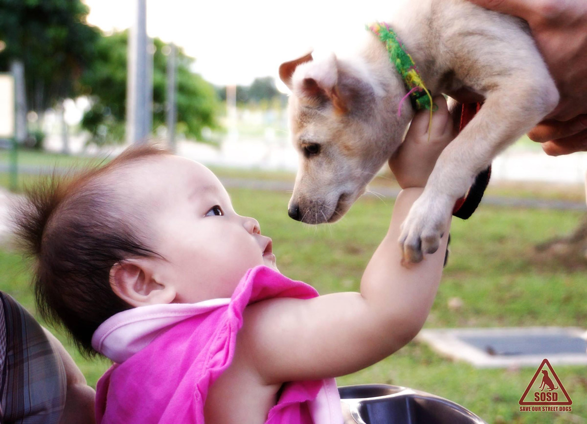 Shelter Dogs: Adopt a Man’s Best Friend Today