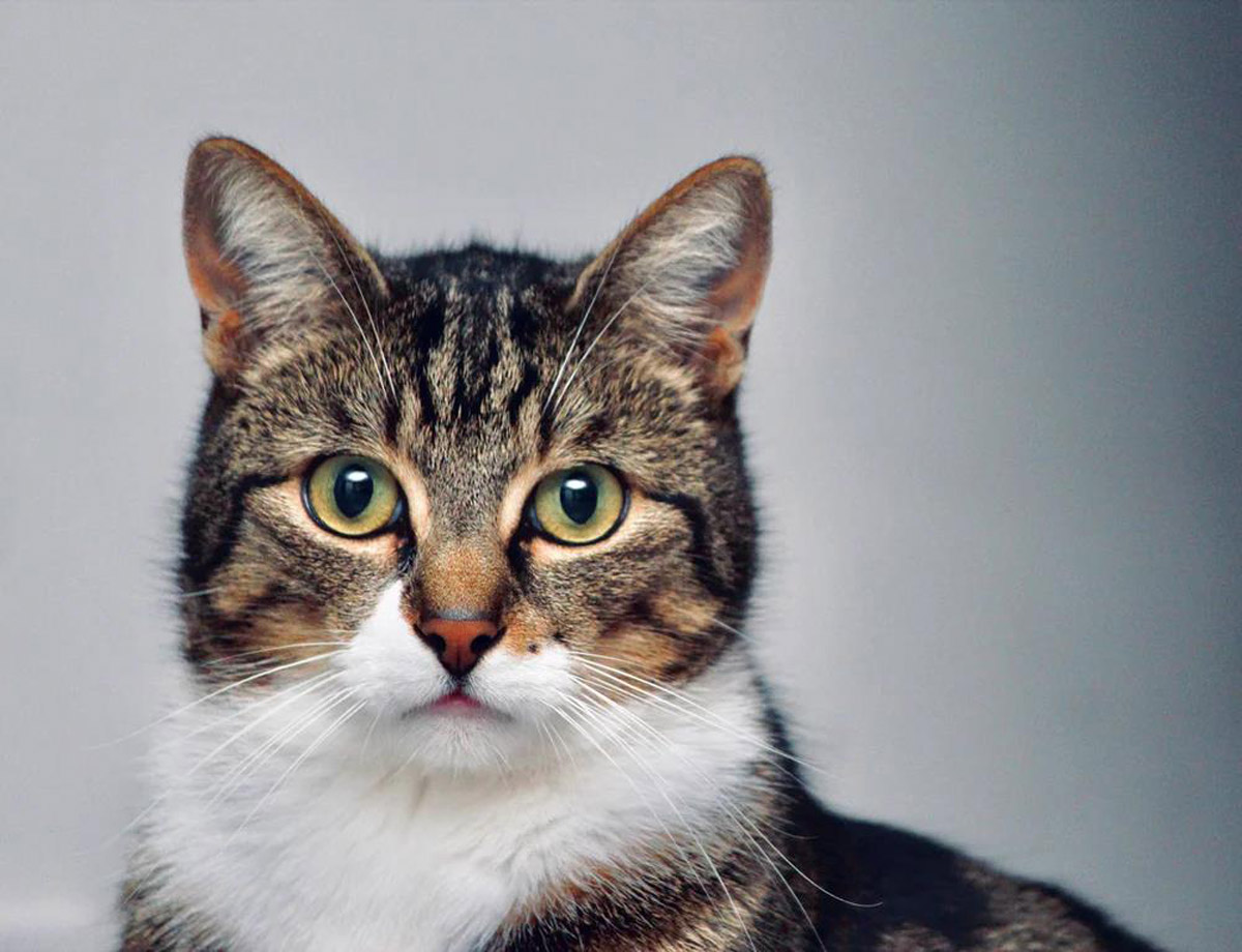 Why Cats Are Actually Smart And Sophisticated Pets