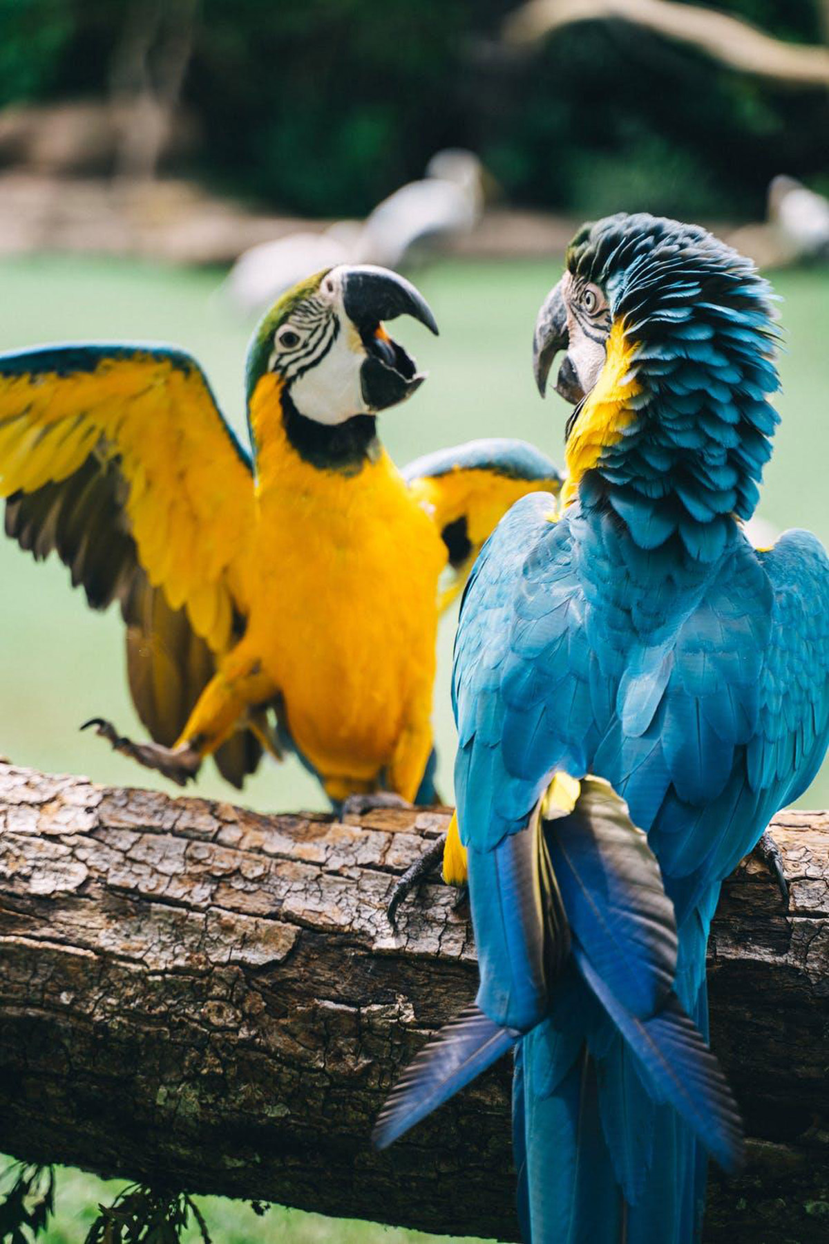 5 Reasons Why Parrots Will Make For Excellent Pets