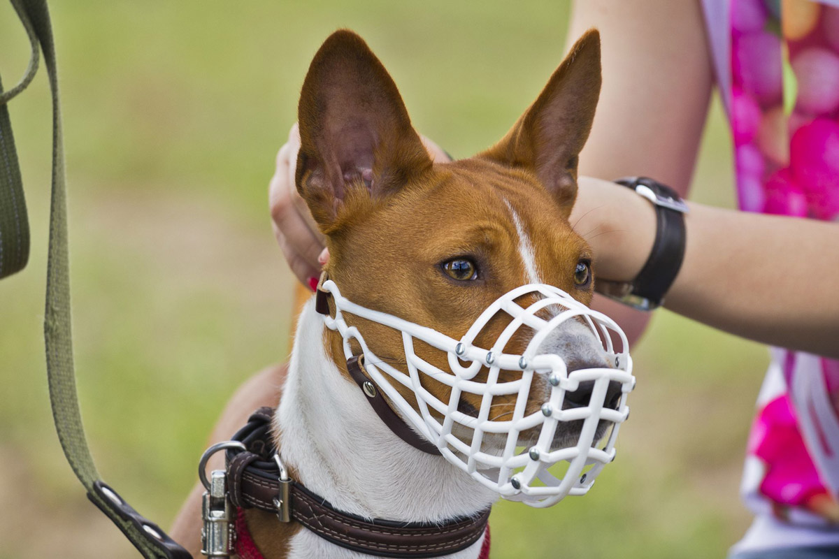 are dog muzzles inhumane