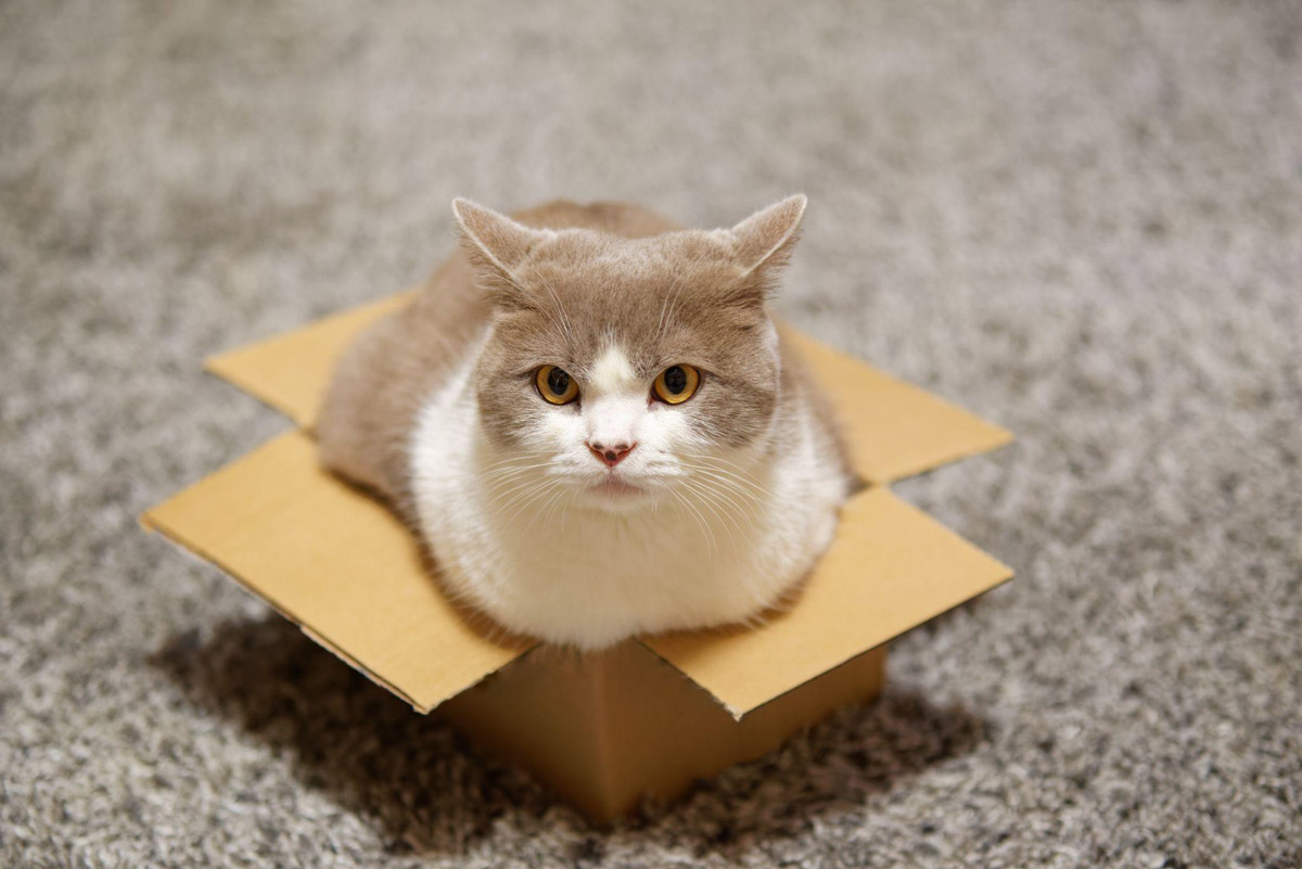 Understanding Felines Why Do Cats Love Cardboard Boxes