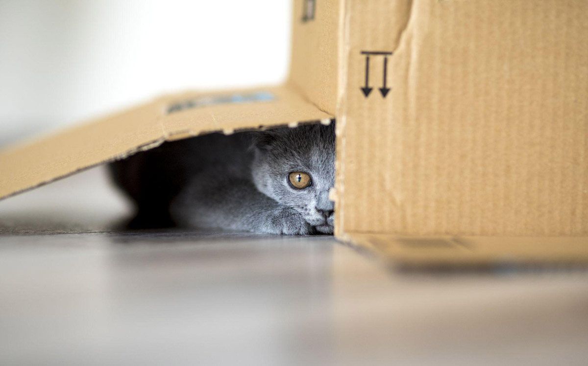 Understanding Felines Why Do Cats Love Cardboard Boxes?