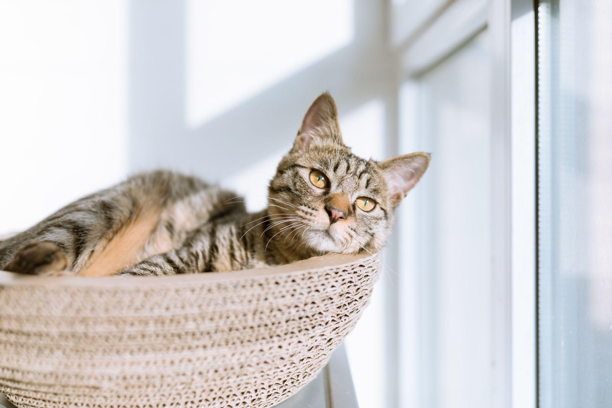 Why Cats Are Constantly Obsessed With Chasing Shadows