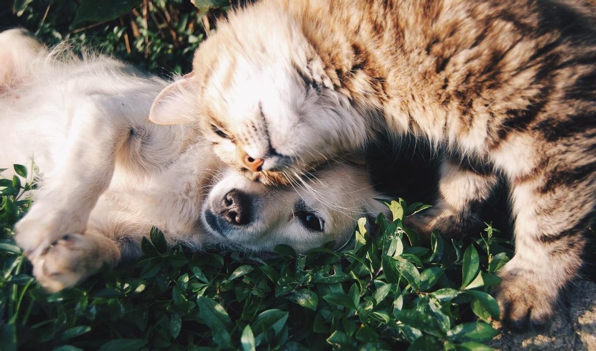 Multi-pet Households: Can My Cat and Dog Live Together?