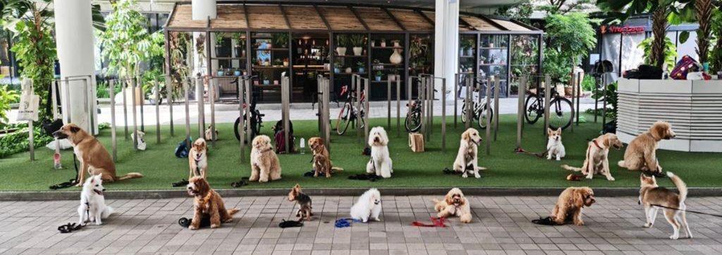 We Trained With Singapore's Renowned Dog Obedience Trainer