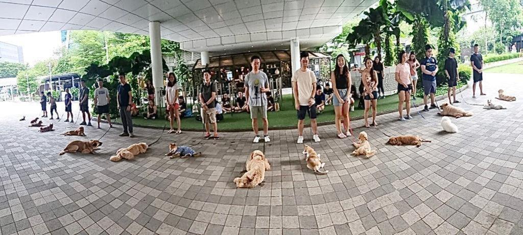 We Trained With Singapore's Renowned Dog Obedience Trainer