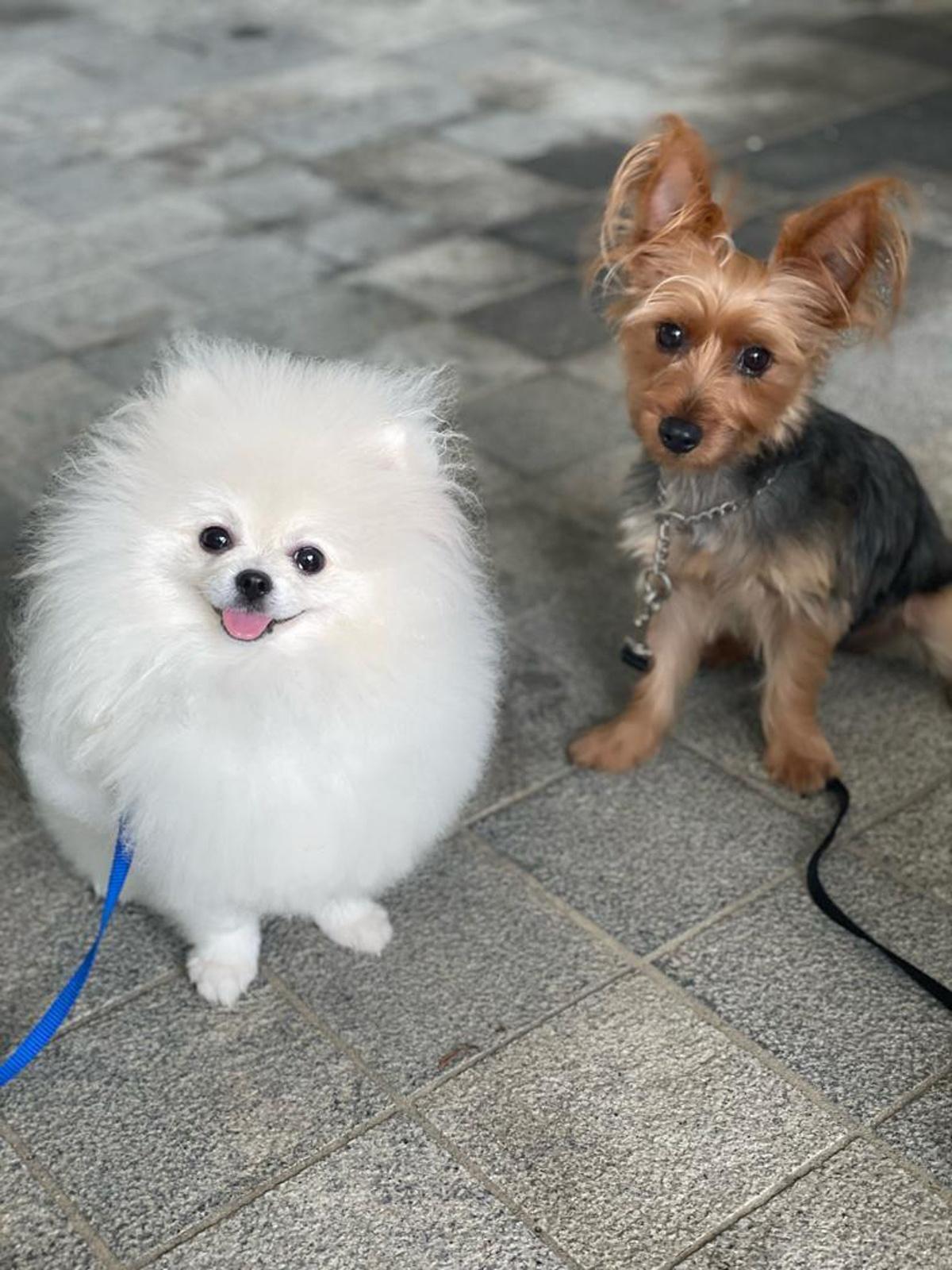 We Trained With Singapore's Renowned Dog Obedience Trainer