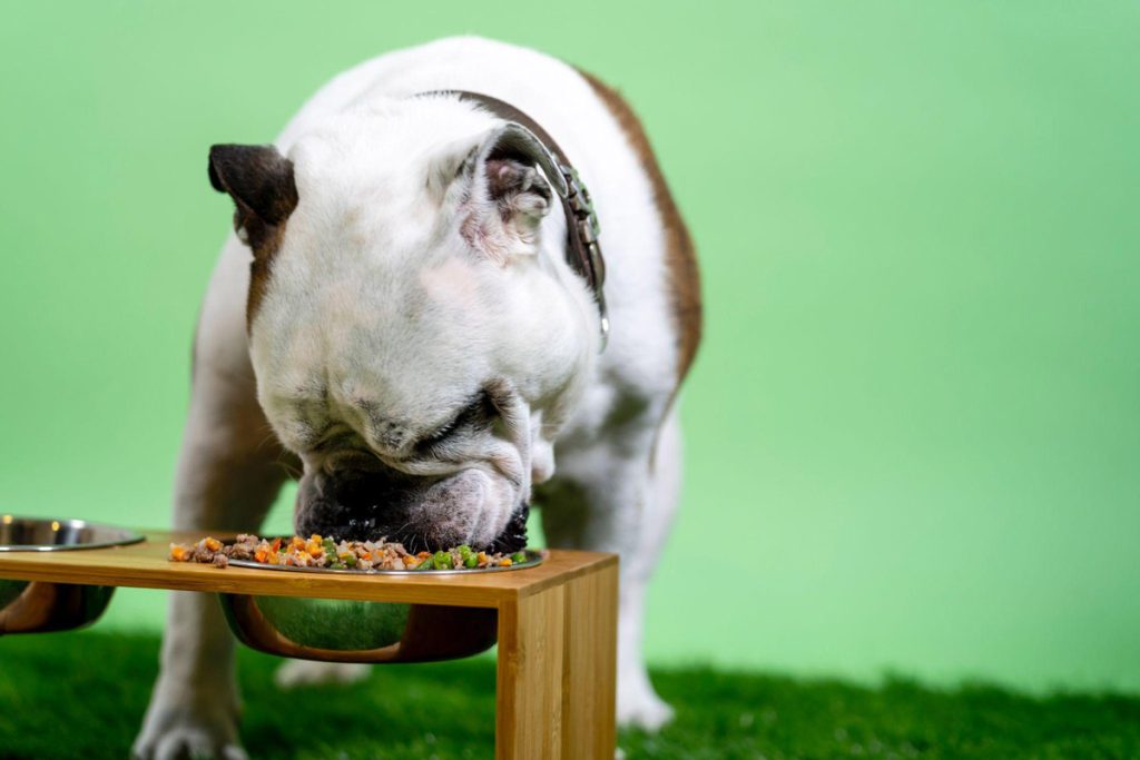 Understanding Common Pet Health Issues: Prevention and Treatment