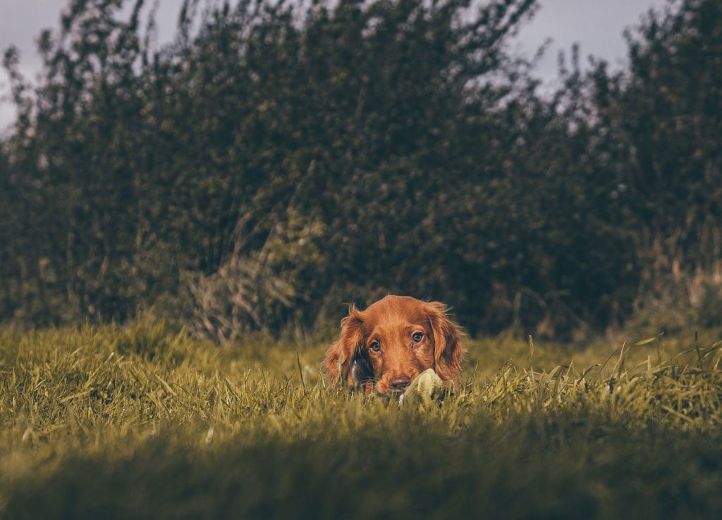 From Woofs to Words Decoding Your Dog’s Body Language