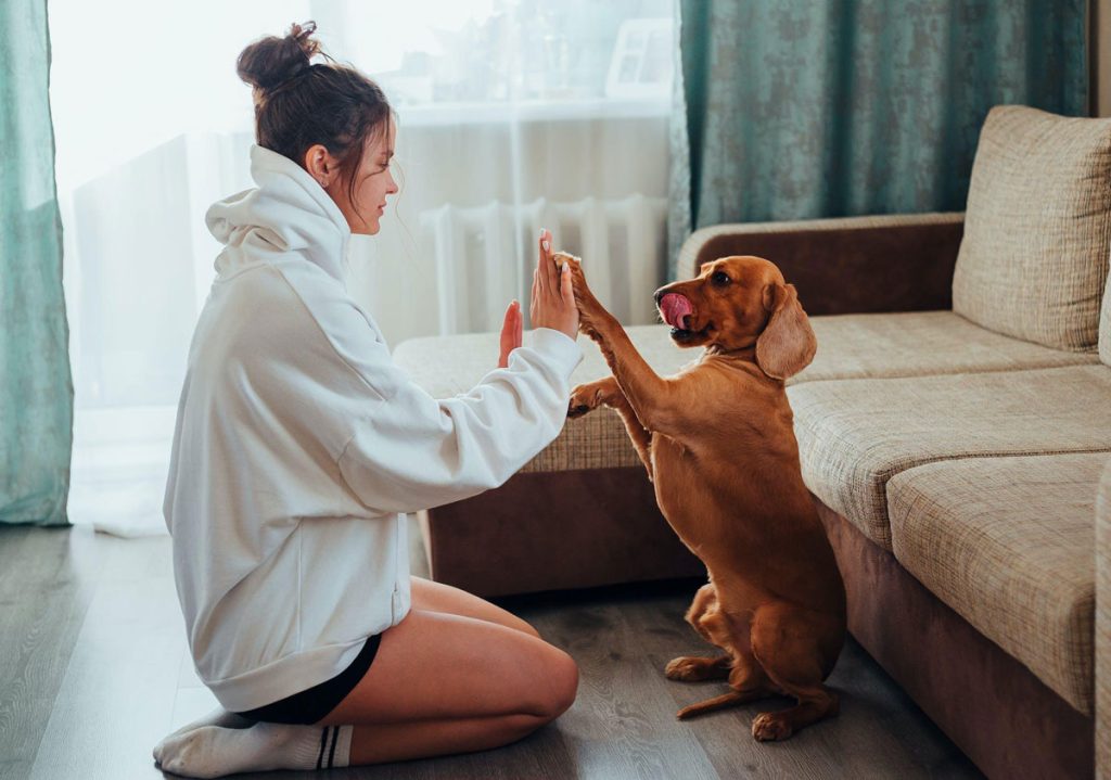 From Woofs to Words Decoding Your Dog’s Body Language