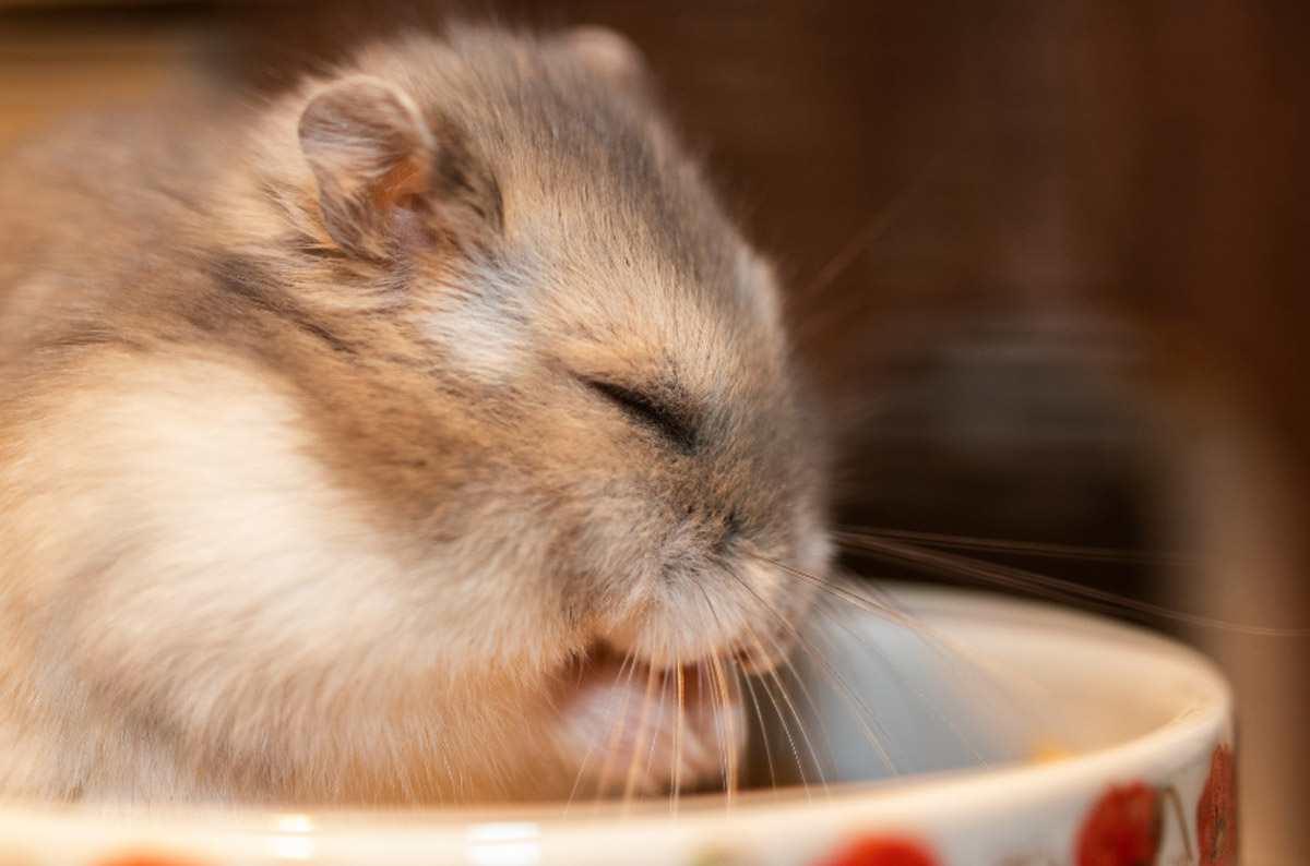 Getting a Pet Hamster 4 Key Things to Know Beforehand