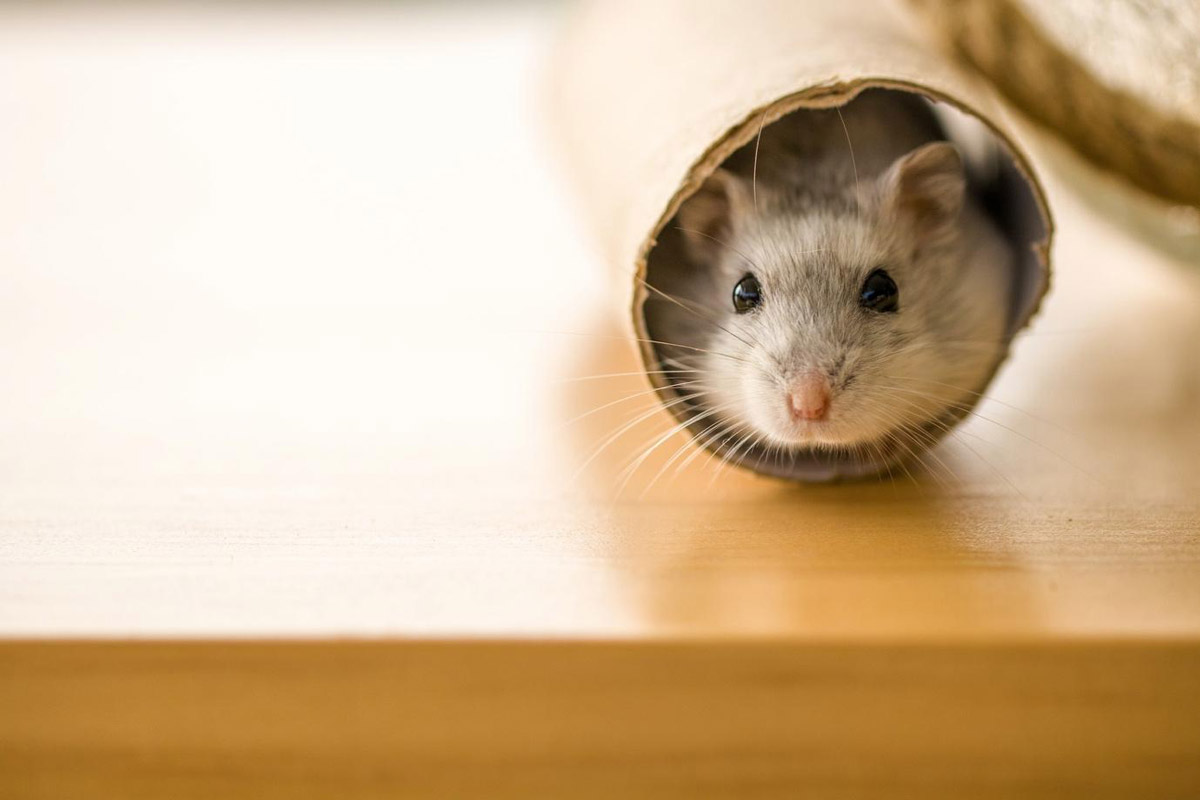 Getting a Pet Hamster 4 Key Things to Know Beforehand