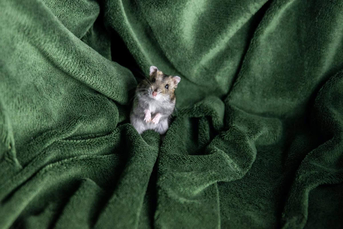 Getting a Pet Hamster 4 Key Things to Know Beforehand