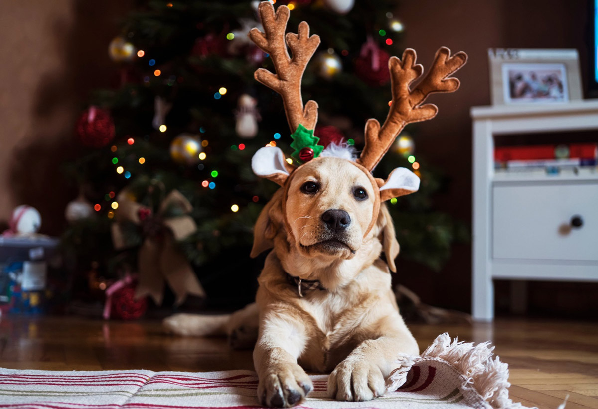 How to keep your dog out of your Christmas tree