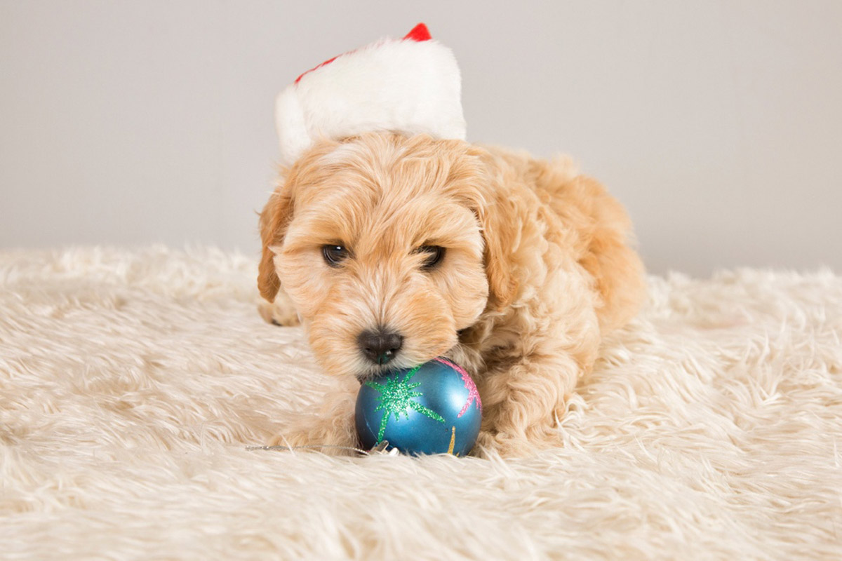 How to keep your dog out of your Christmas tree