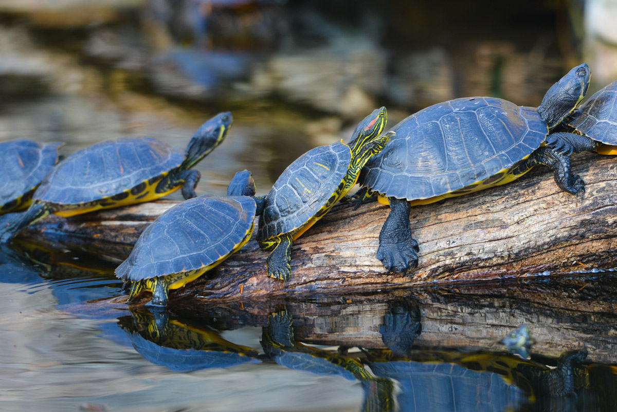 Why did the turtle cross the road? To get to the Clutier Library! | News,  Sports, Jobs - North Tama Telegraph