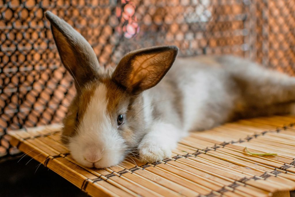 How to Keep Your Rabbit’s Fur and Nails Healthy and Trim