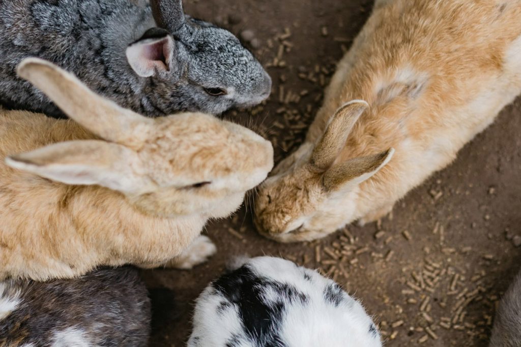 How to Keep Your Rabbit’s Fur and Nails Healthy and Trim