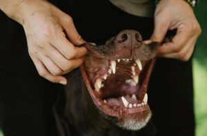 A Guide to Keeping Your Pet’s Teeth Clean and Healthy