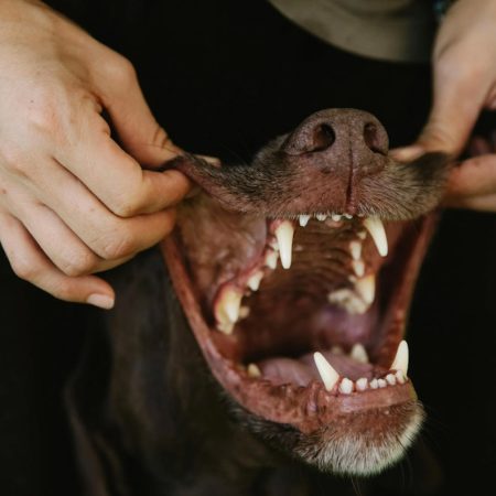 A Guide to Keeping Your Pet’s Teeth Clean and Healthy