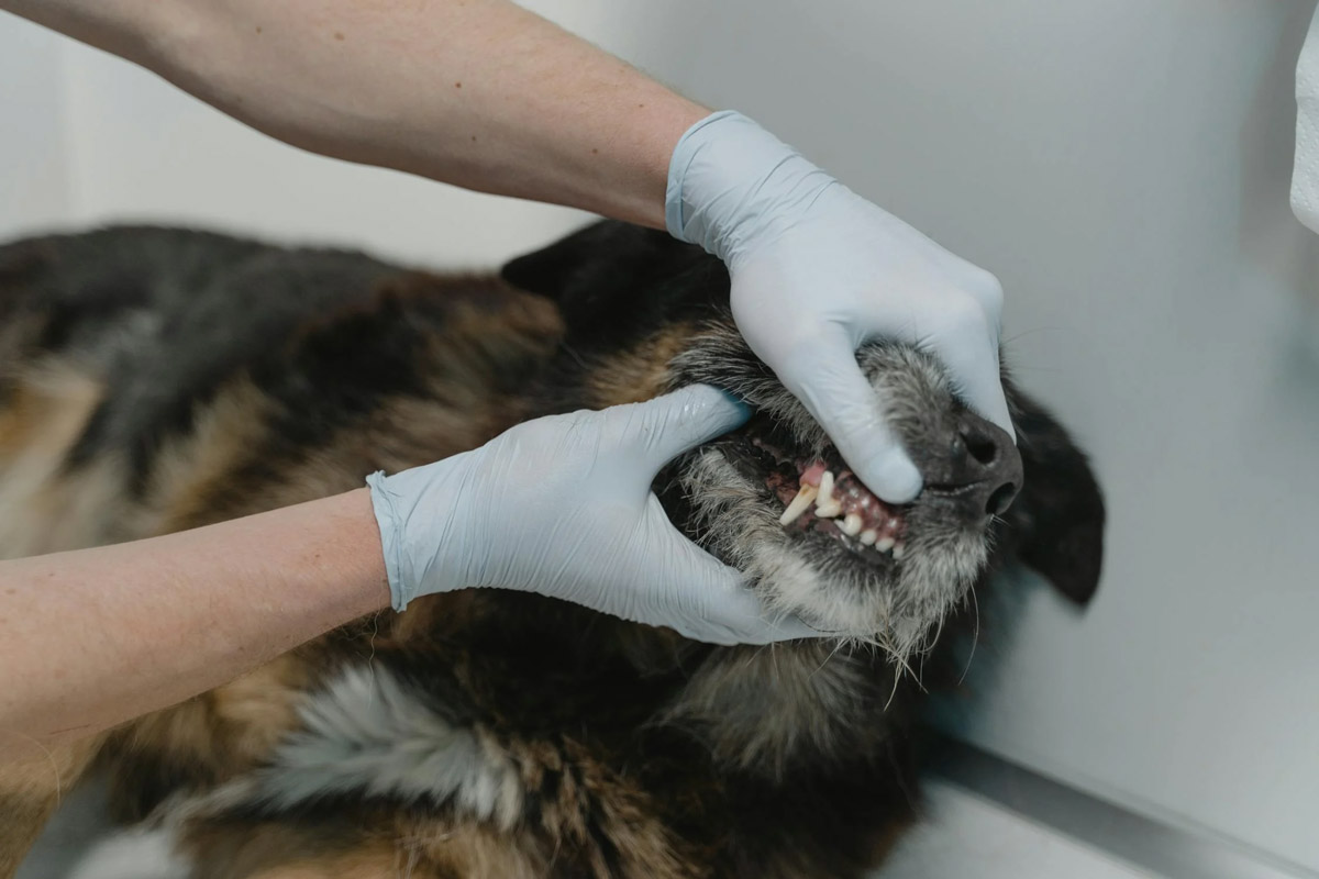 A Guide to Keeping Your Pet’s Teeth Clean and Healthy