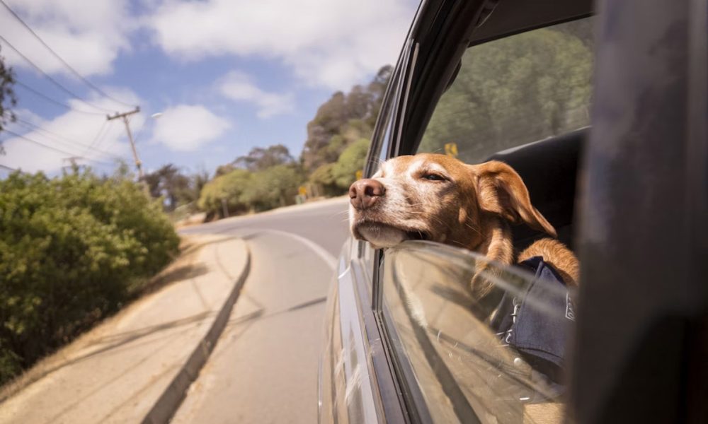 Car Anxiety in Dogs: What It Is and How to Help Them