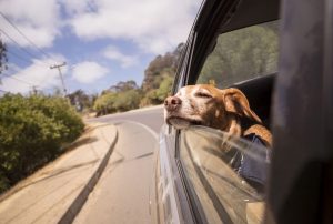Car Anxiety in Dogs: What It Is and How to Help Them