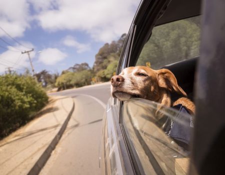 Car Anxiety in Dogs: What It Is and How to Help Them