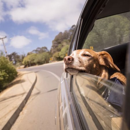 Car Anxiety in Dogs: What It Is and How to Help Them